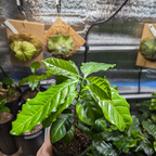 レンピラ品種(アラビカ種)  コーヒーの木