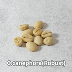 コーヒーの木の種子 ロブスタ種 10粒