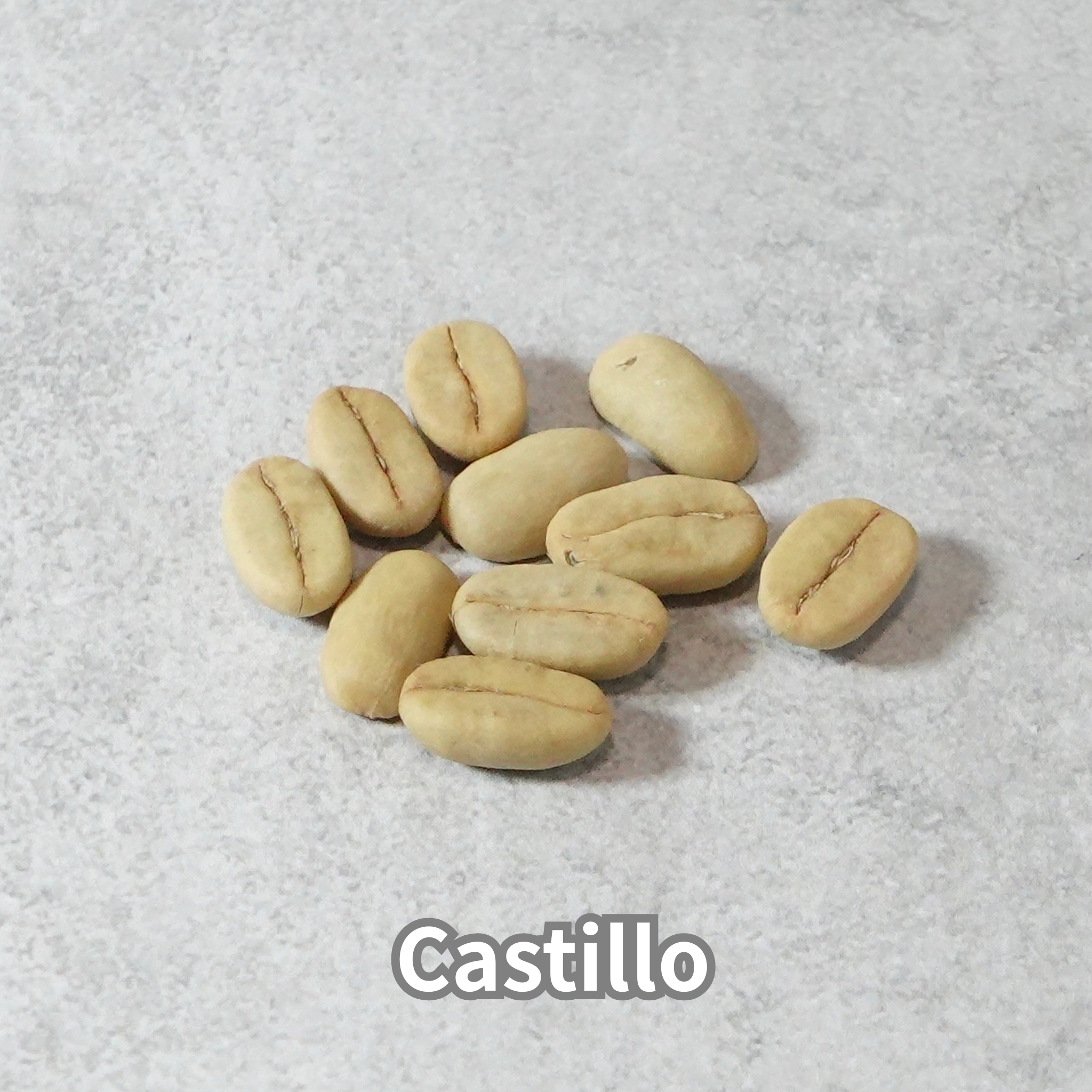 コーヒーの木の種子 カスティージョ品種 10粒