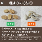 コーヒーの木栽培キット (種子, ポット, 鉢底網, 土入り)