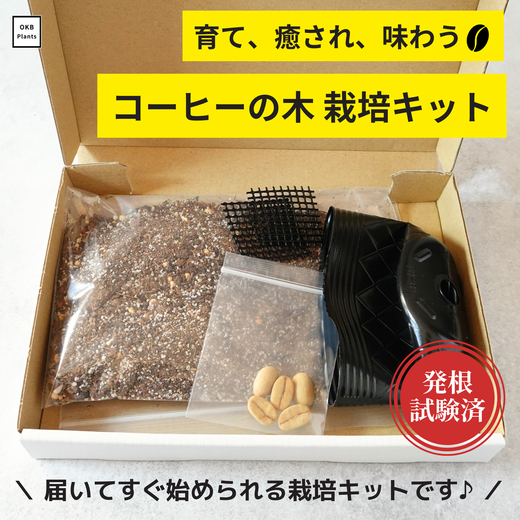 コーヒーの木栽培キット (種子, ポット, 鉢底網, 土入り)