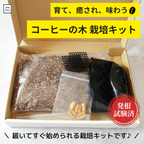 コーヒーの木栽培キット (種子, ポット, 鉢底網, 土入り)