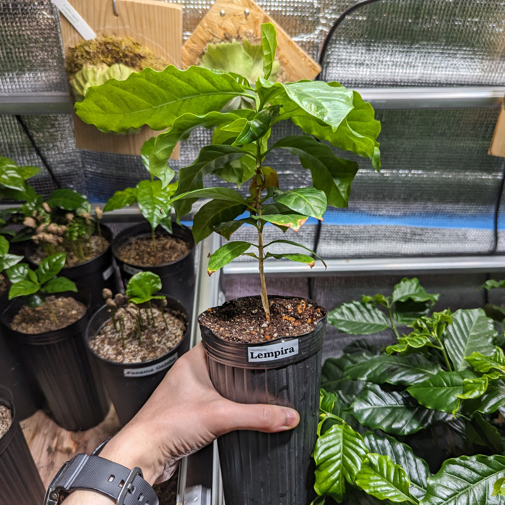 レンピラ品種(アラビカ種)  コーヒーの木