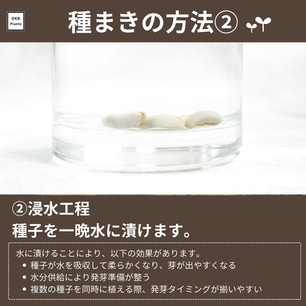 コーヒーの木栽培キット (種子, ポット, 鉢底網, 土入り)