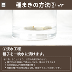 コーヒーの木栽培キット (種子, ポット, 鉢底網, 土入り)