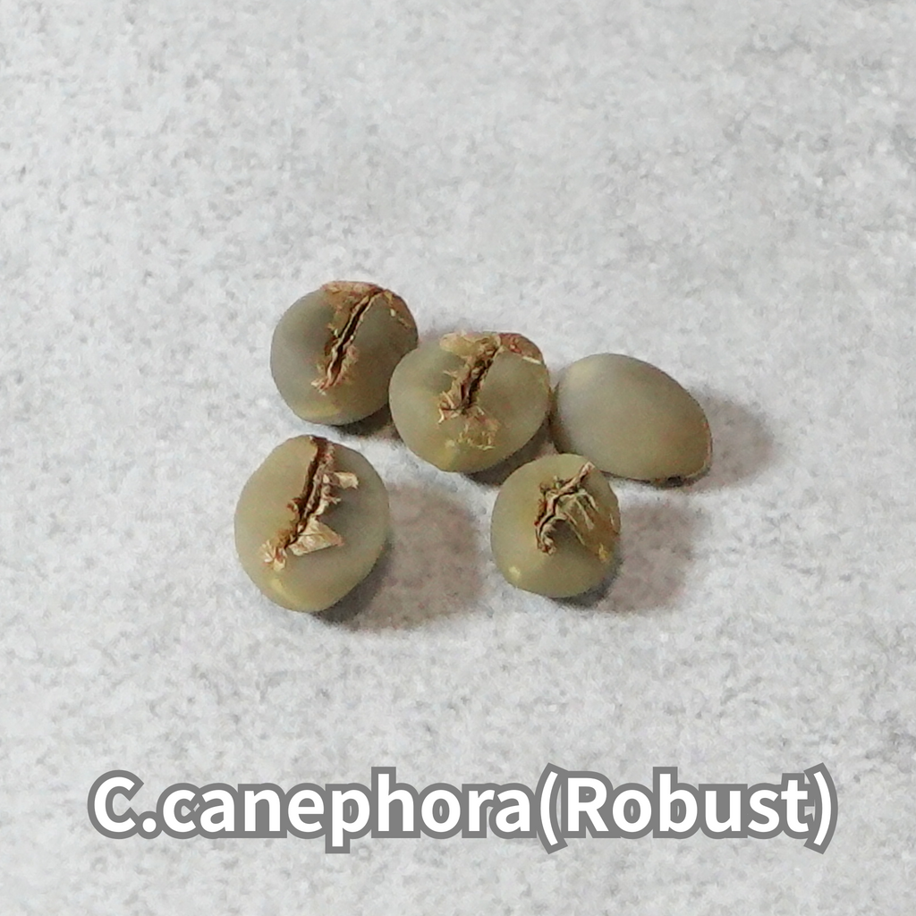 コーヒーの木の種子 ロブスタ種 10粒