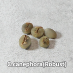 コーヒーの木の種子 ロブスタ種 10粒