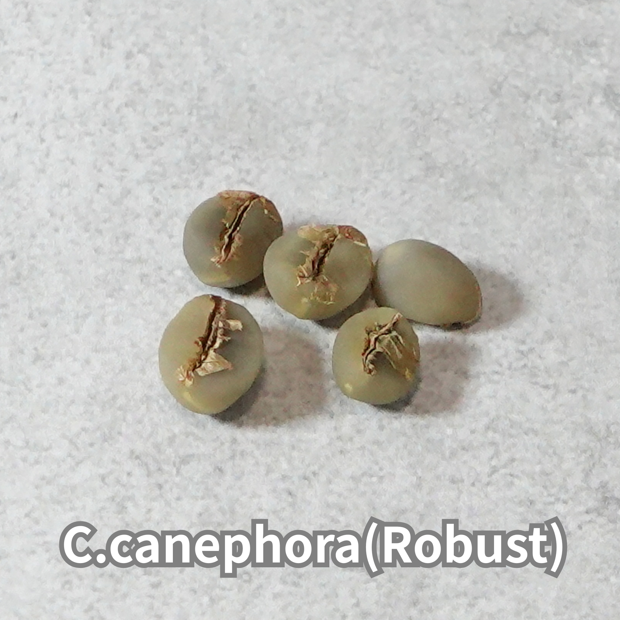 コーヒーの木の種子 ロブスタ種 10粒