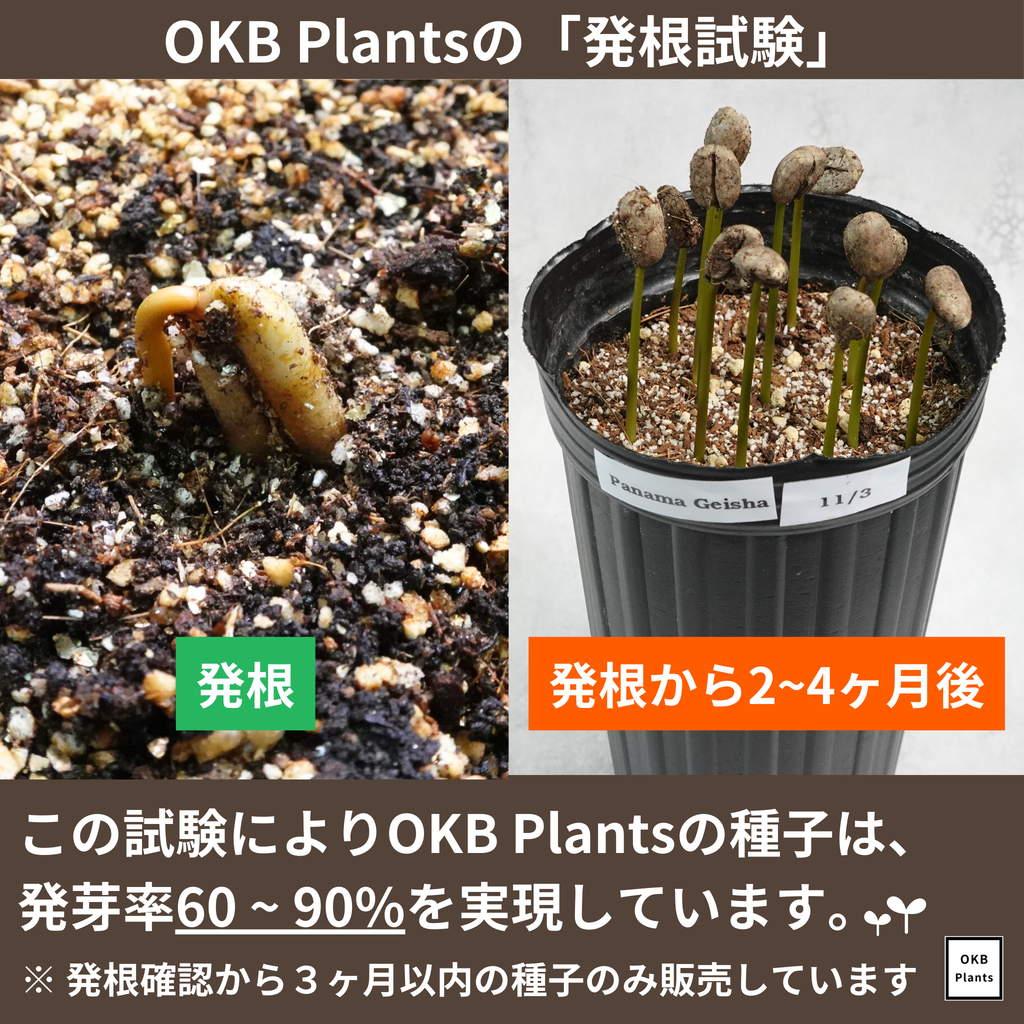 リベリカペアレント コーヒーの木の種子 10粒