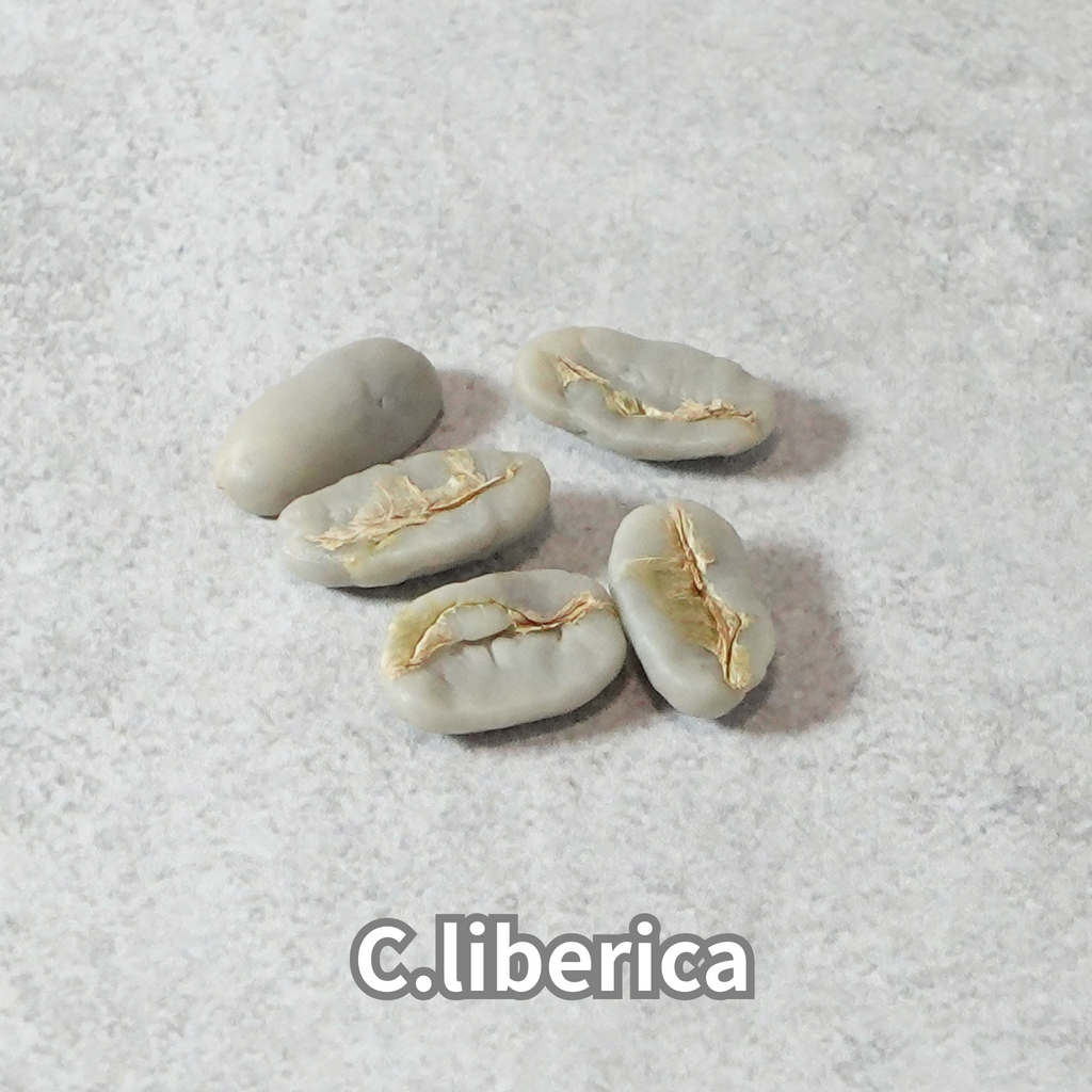 コーヒーの木の種子 リベリカ種 10粒