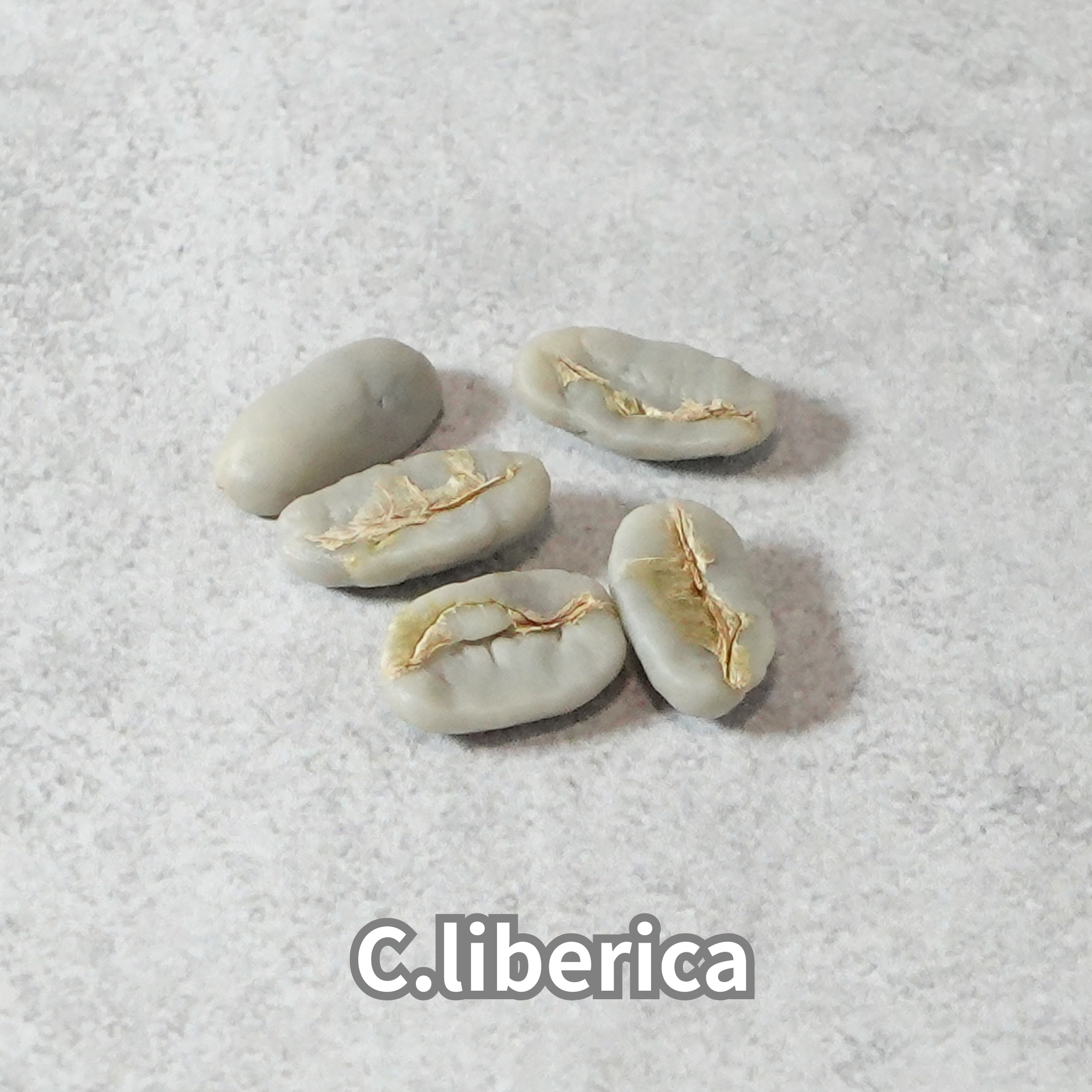 コーヒーの木の種子 リベリカ種 10粒