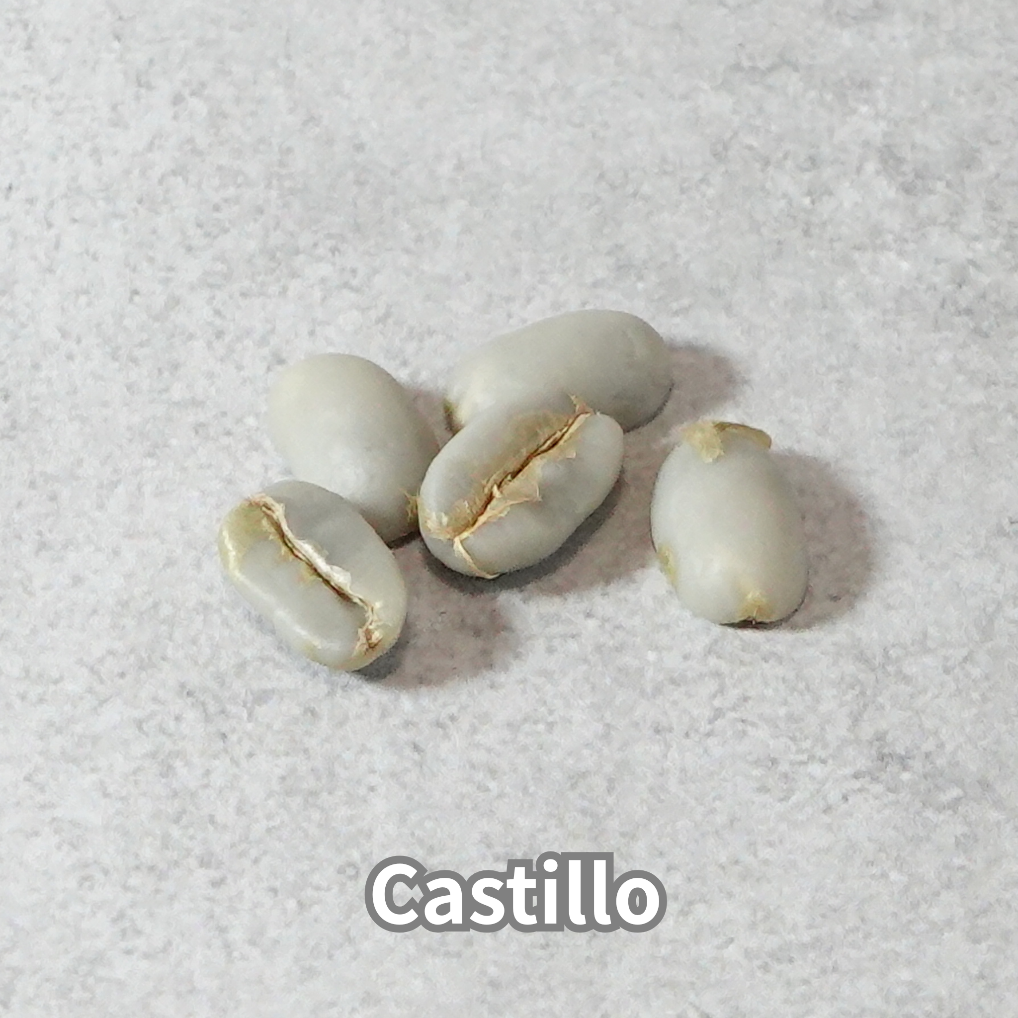 コーヒーの木の種子 カスティージョ品種 10粒