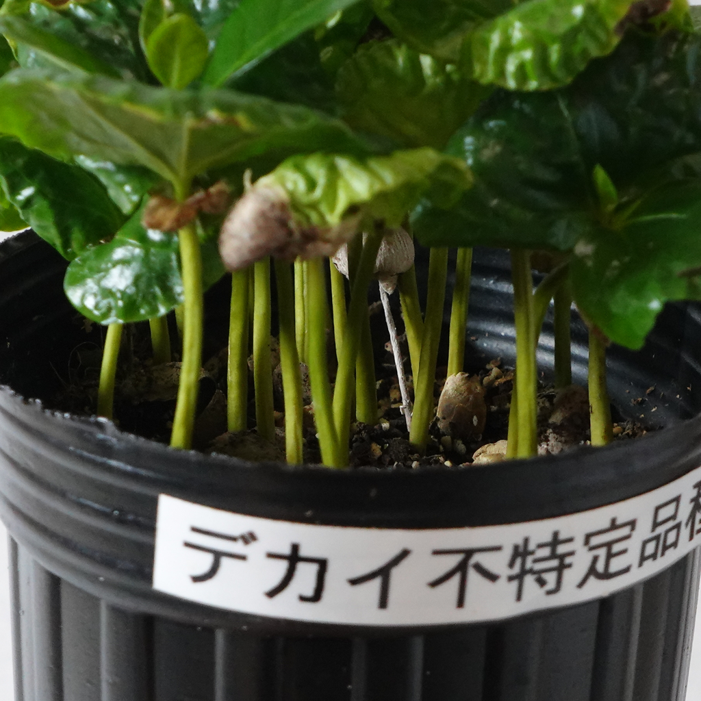 不特定品種(アラビカ種) コーヒーの木 1点のみ商品