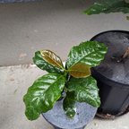 レンピラ品種(アラビカ種)  コーヒーの木