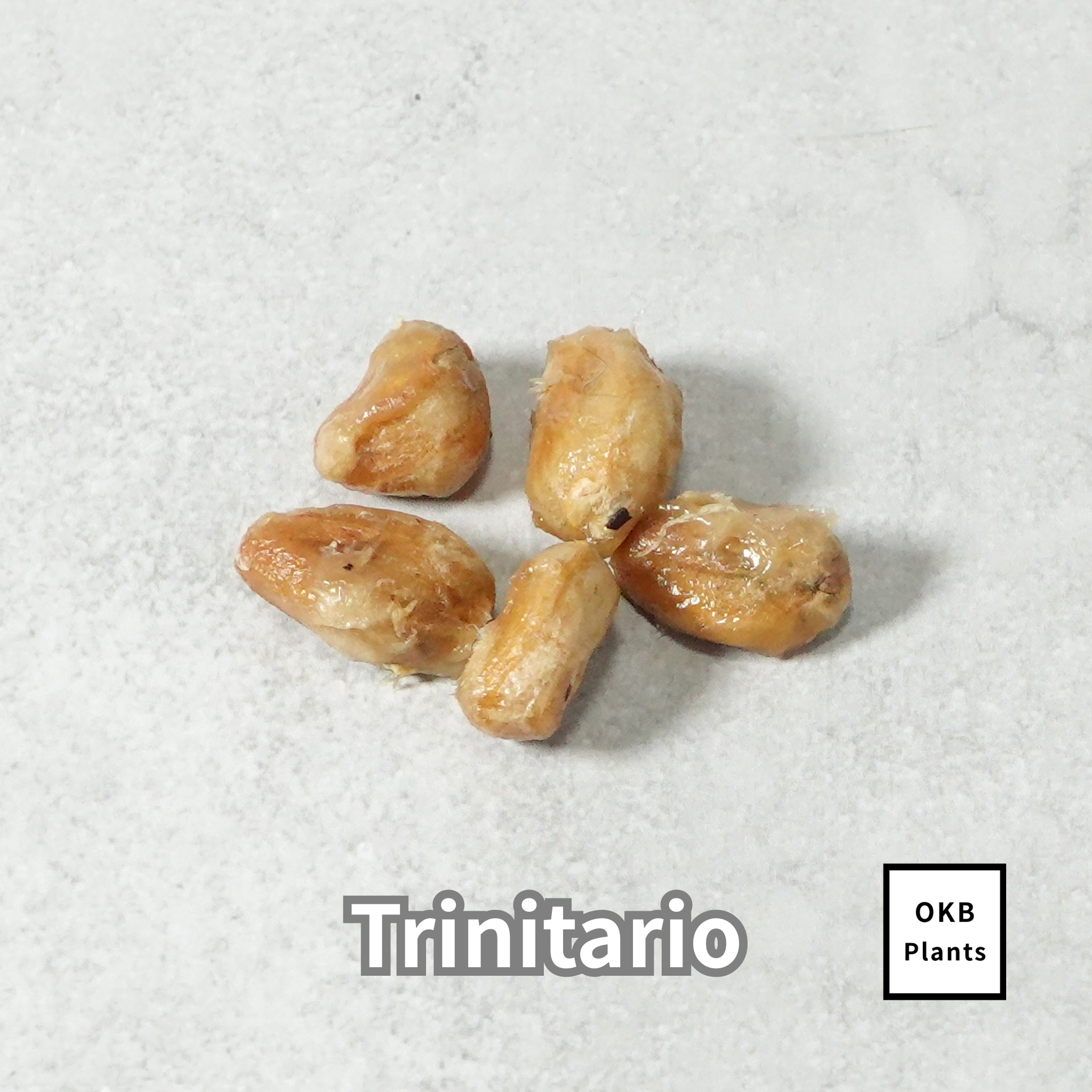 トリニタリオ種　カカオの種子 5粒