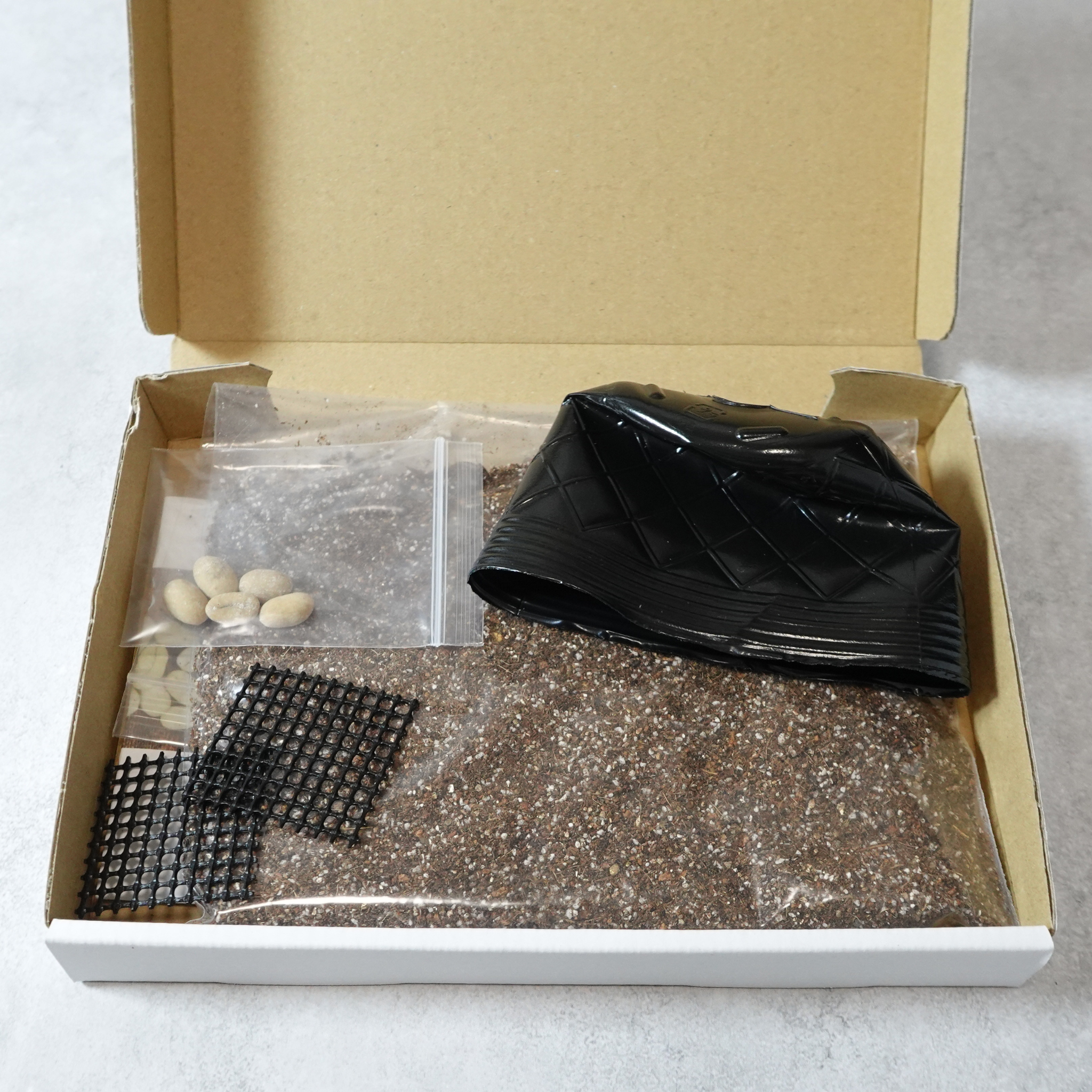 【送料無料】コーヒーの木栽培キット 種子5粒入り