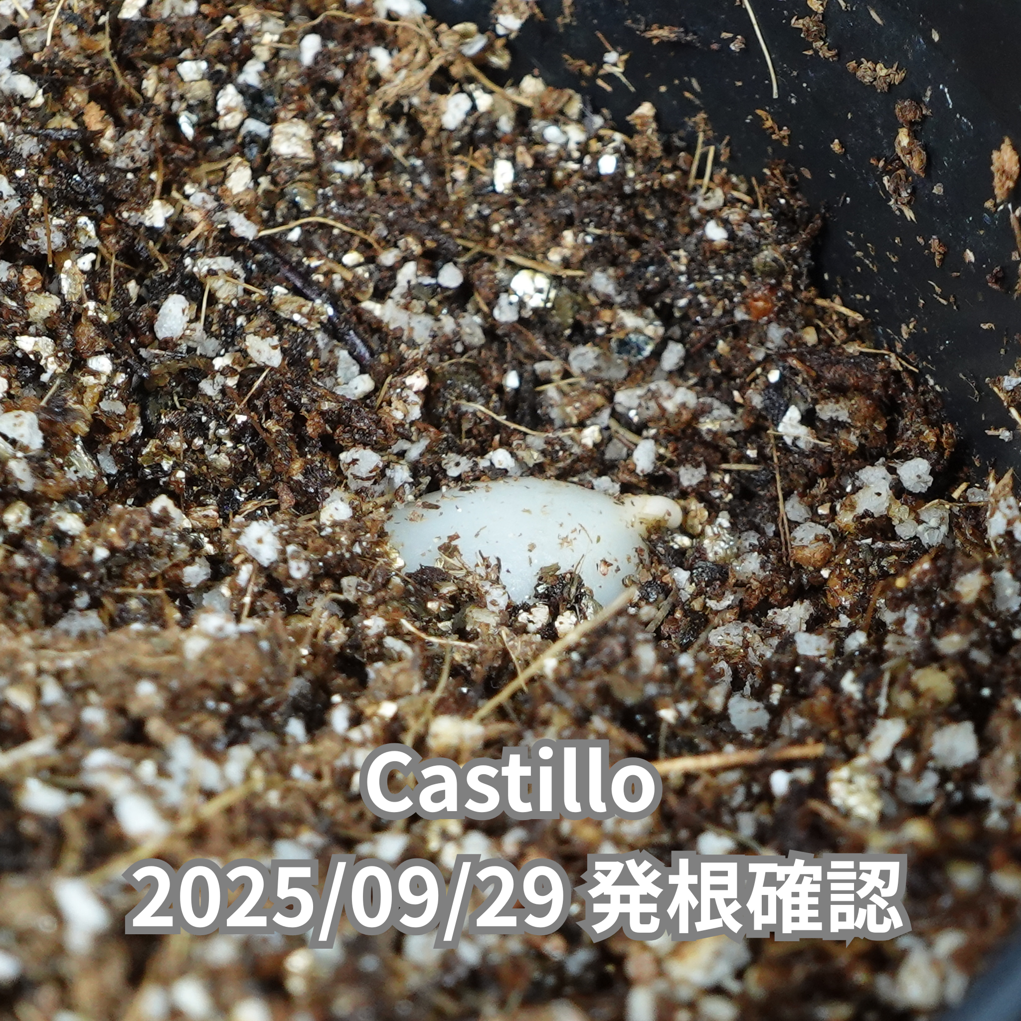 コーヒーの木の種子 カスティージョ品種 10粒