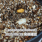 コーヒーの木の種子 ロブスタ種 10粒