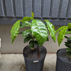 レンピラ品種(アラビカ種)  コーヒーの木