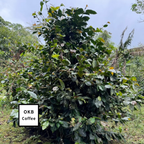 不特定品種(アラビカ種) コーヒーの木 1点のみ商品