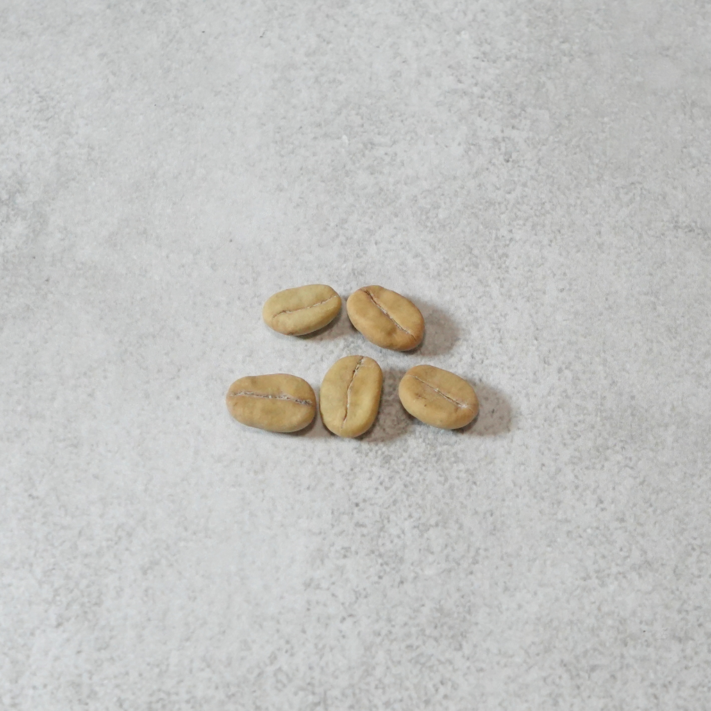 【送料無料】コーヒーの木栽培キット 種子5粒入り