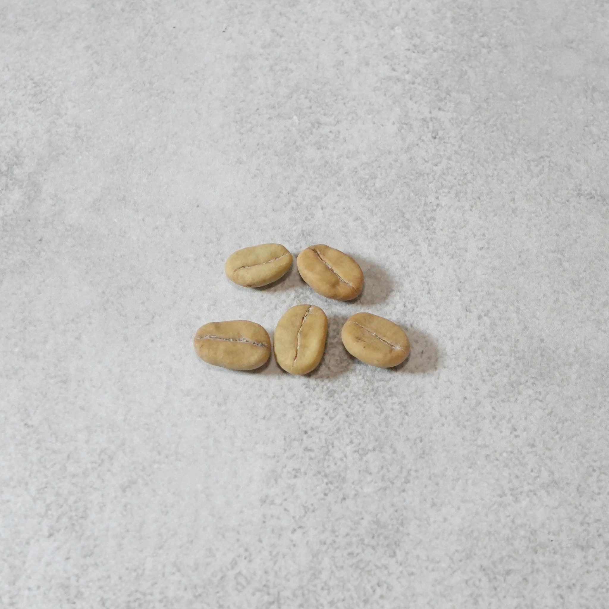 【送料無料】コーヒーの木栽培キット 種子5粒入り