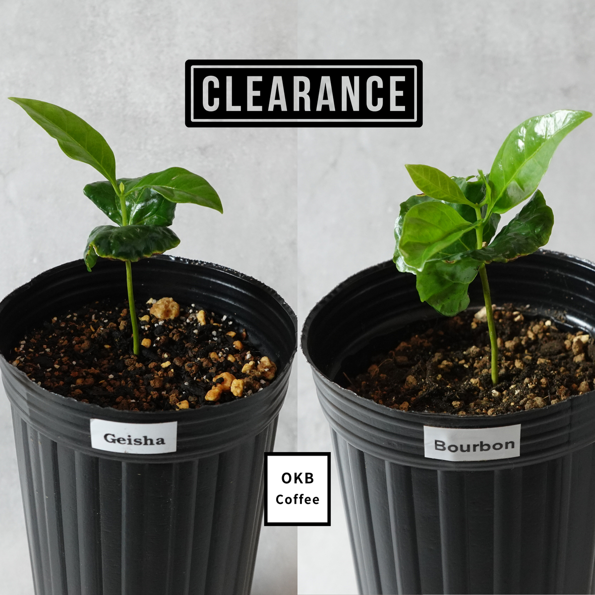 アラビカ種(コーヒーの木の苗) – OKB Plants アラビカ種(コーヒーの木の苗) – OKB Plants