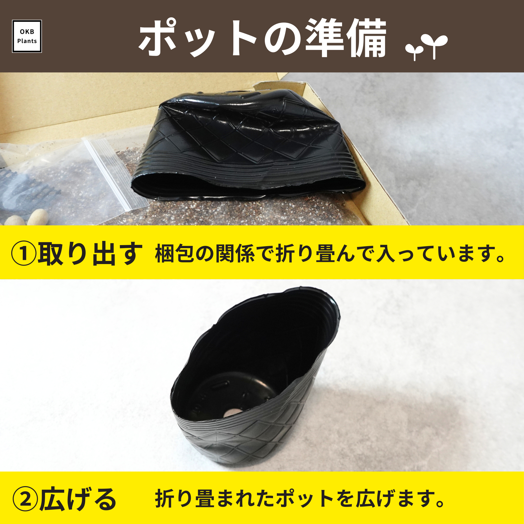 コーヒーの木栽培キット (種子, ポット, 鉢底網, 土入り)