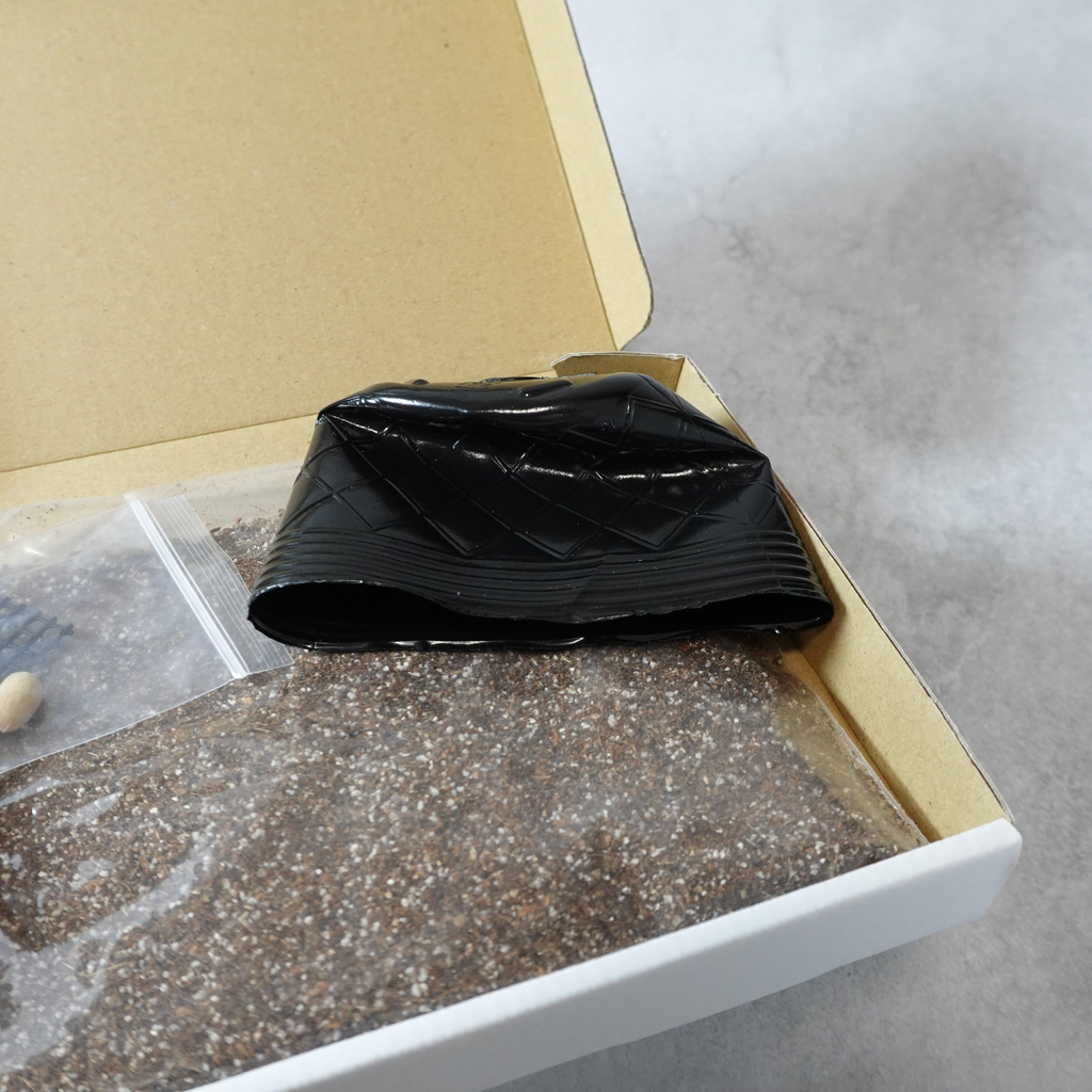 【送料無料】コーヒーの木栽培キット 種子5粒入り