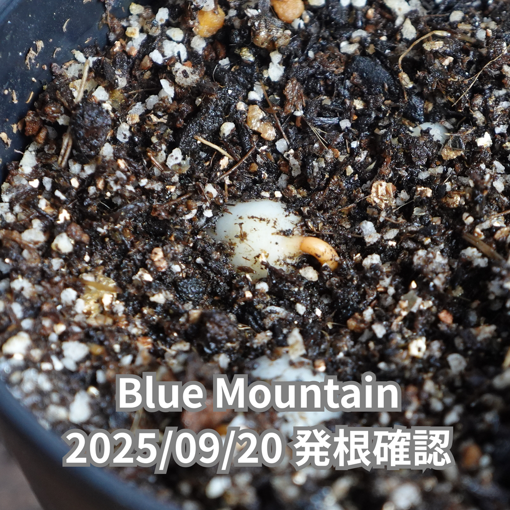 コーヒーの木の種子 ブルーマウンテン品種 10粒