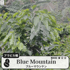 ブルーマウンテン(blue mountain)の木