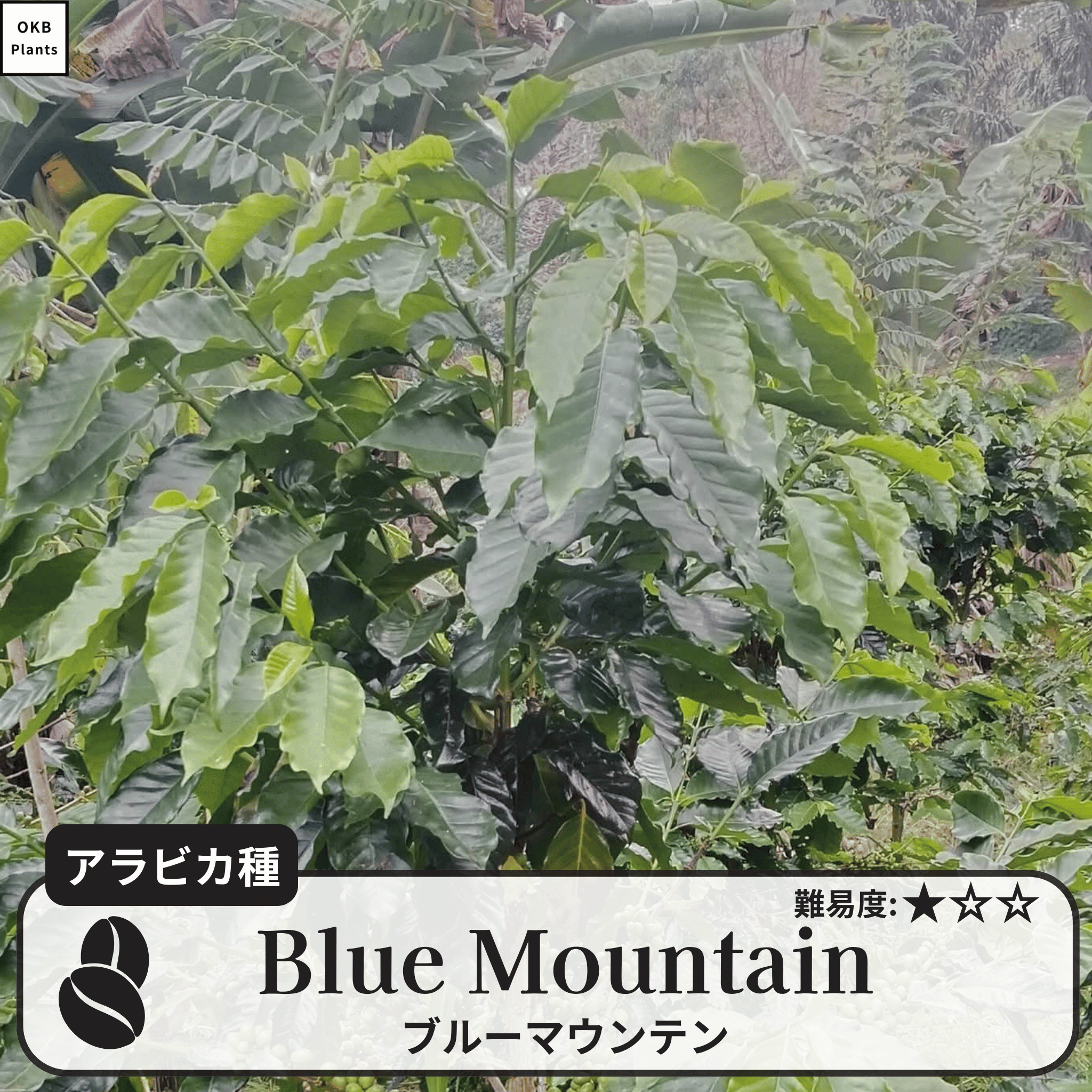 ブルーマウンテン(blue mountain)の木