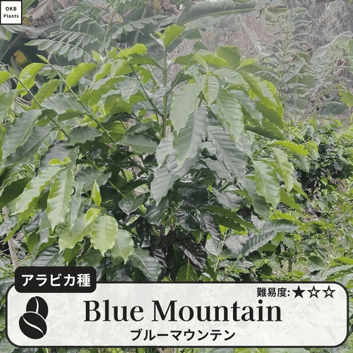 ブルーマウンテン(blue mountain)の木