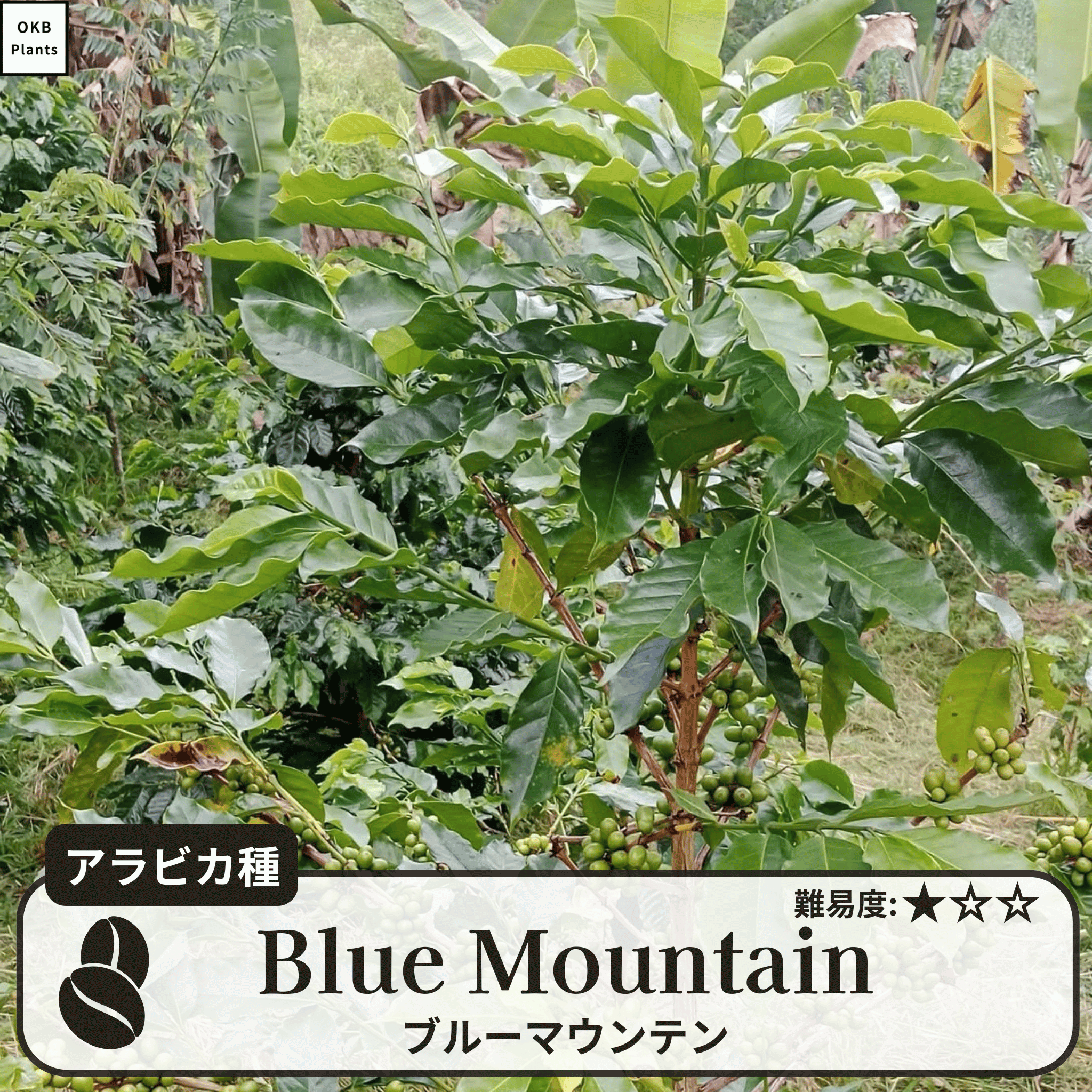 ブルーマウンテン(blue mountain)の木