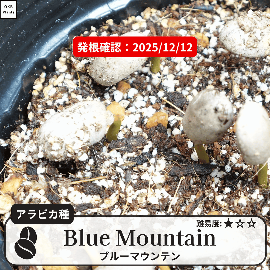 ブルーマウンテン(blue mountain)の発根確認