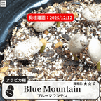 ブルーマウンテン(blue mountain)の発根確認