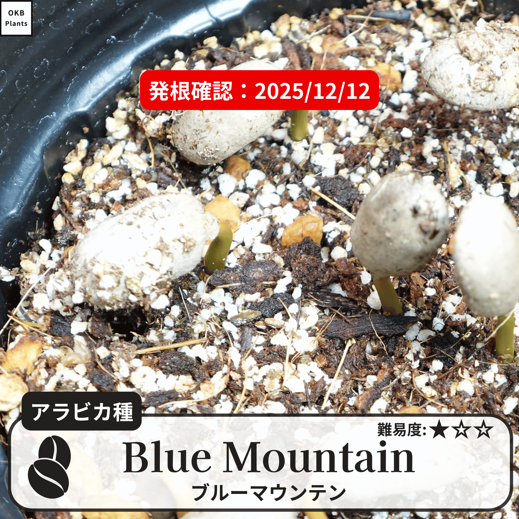 ブルーマウンテン(blue mountain)の発根確認