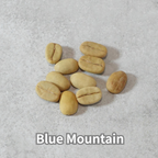コーヒーの木の種子 ブルーマウンテン品種 10粒
