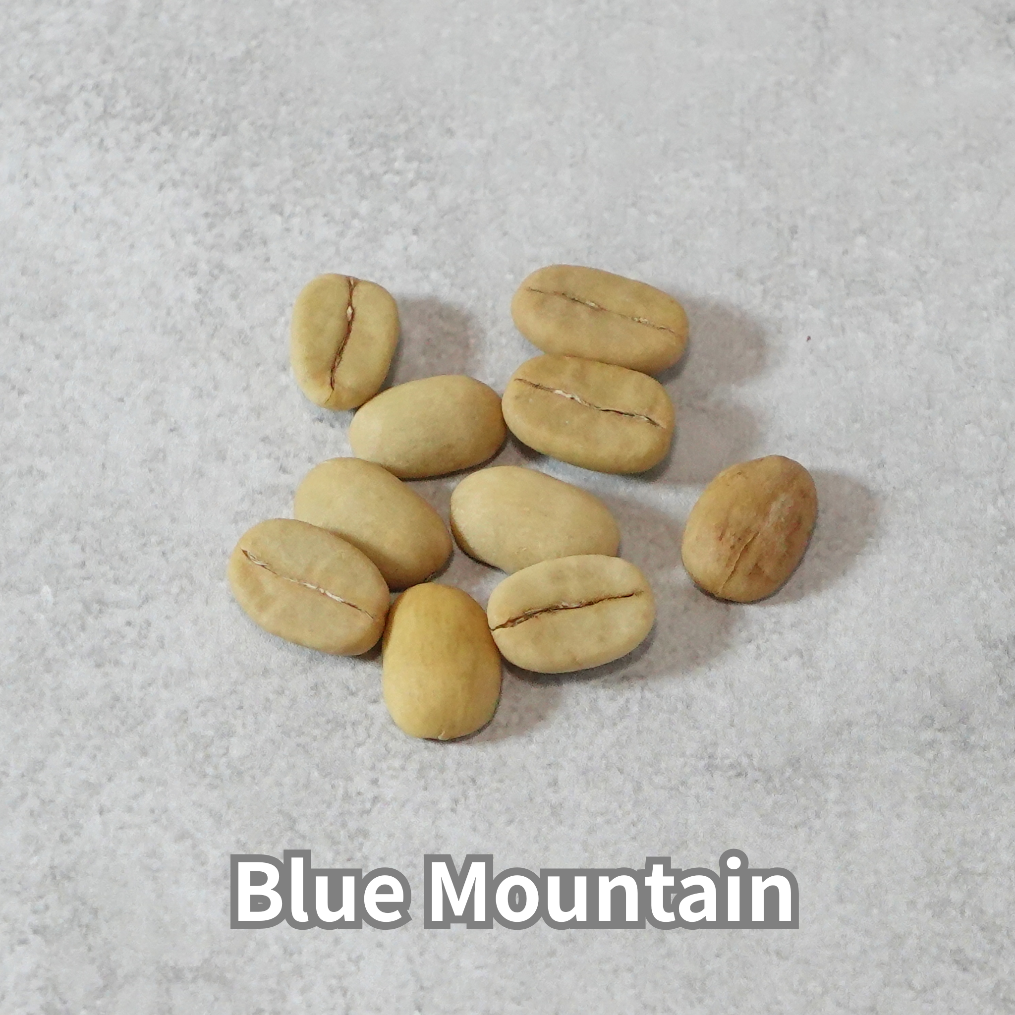 コーヒーの木の種子 ブルーマウンテン品種 10粒