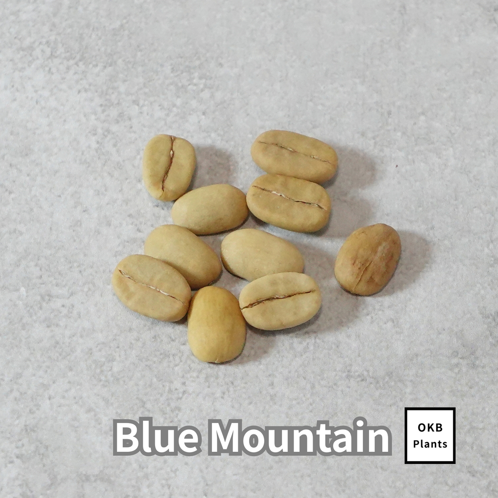 ブルーマウンテン品種 コーヒーの木の種 10粒