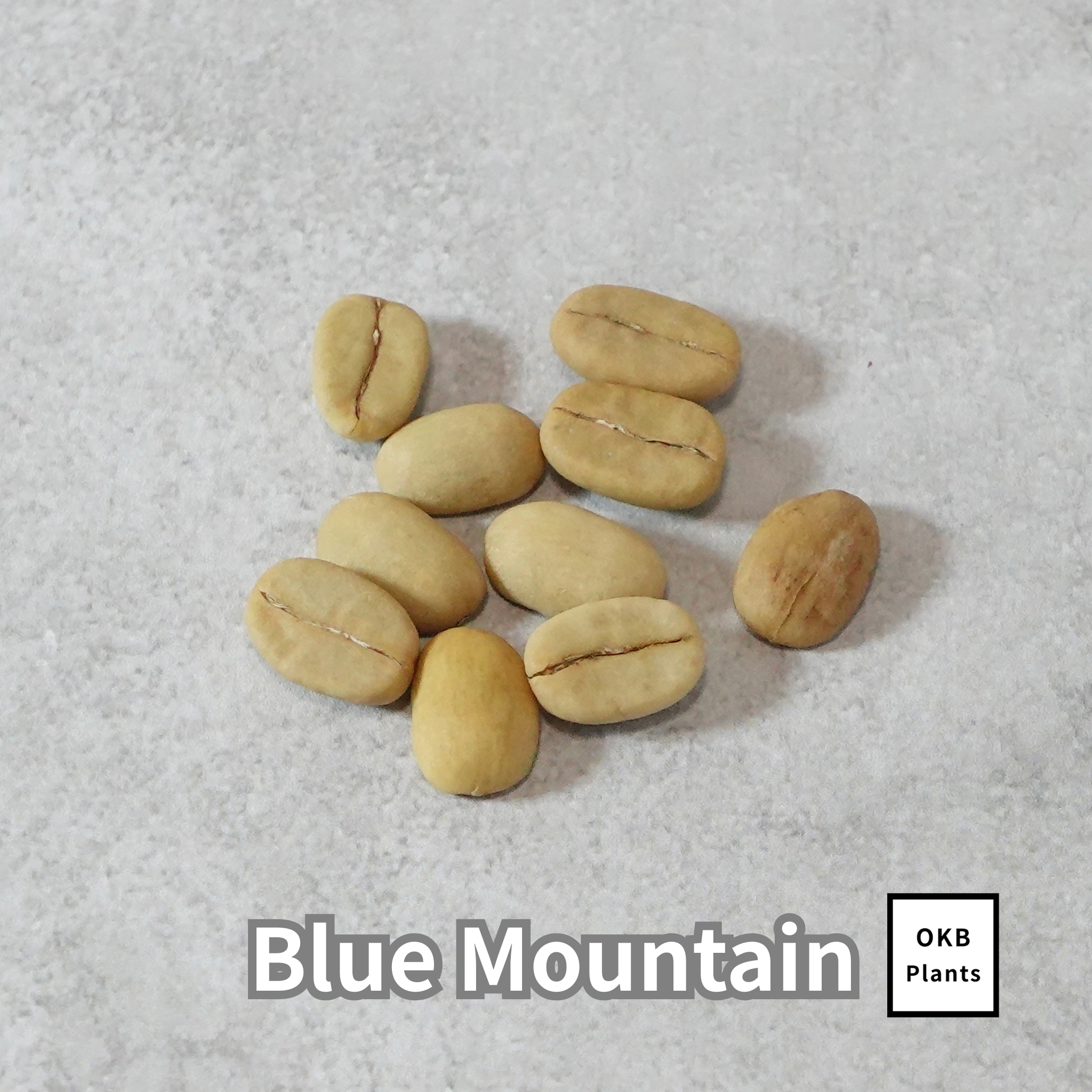 ブルーマウンテン品種 コーヒーの木の種 10粒