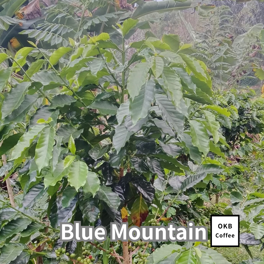 コーヒーの木の種子 ブルーマウンテン品種 10粒