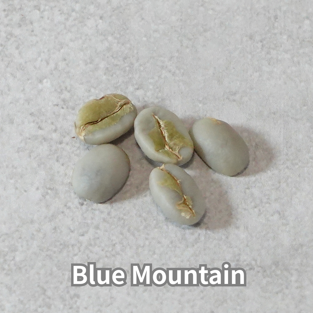 コーヒーの木の種子 ブルーマウンテン品種 10粒