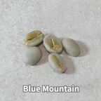 コーヒーの木の種子 ブルーマウンテン品種 10粒
