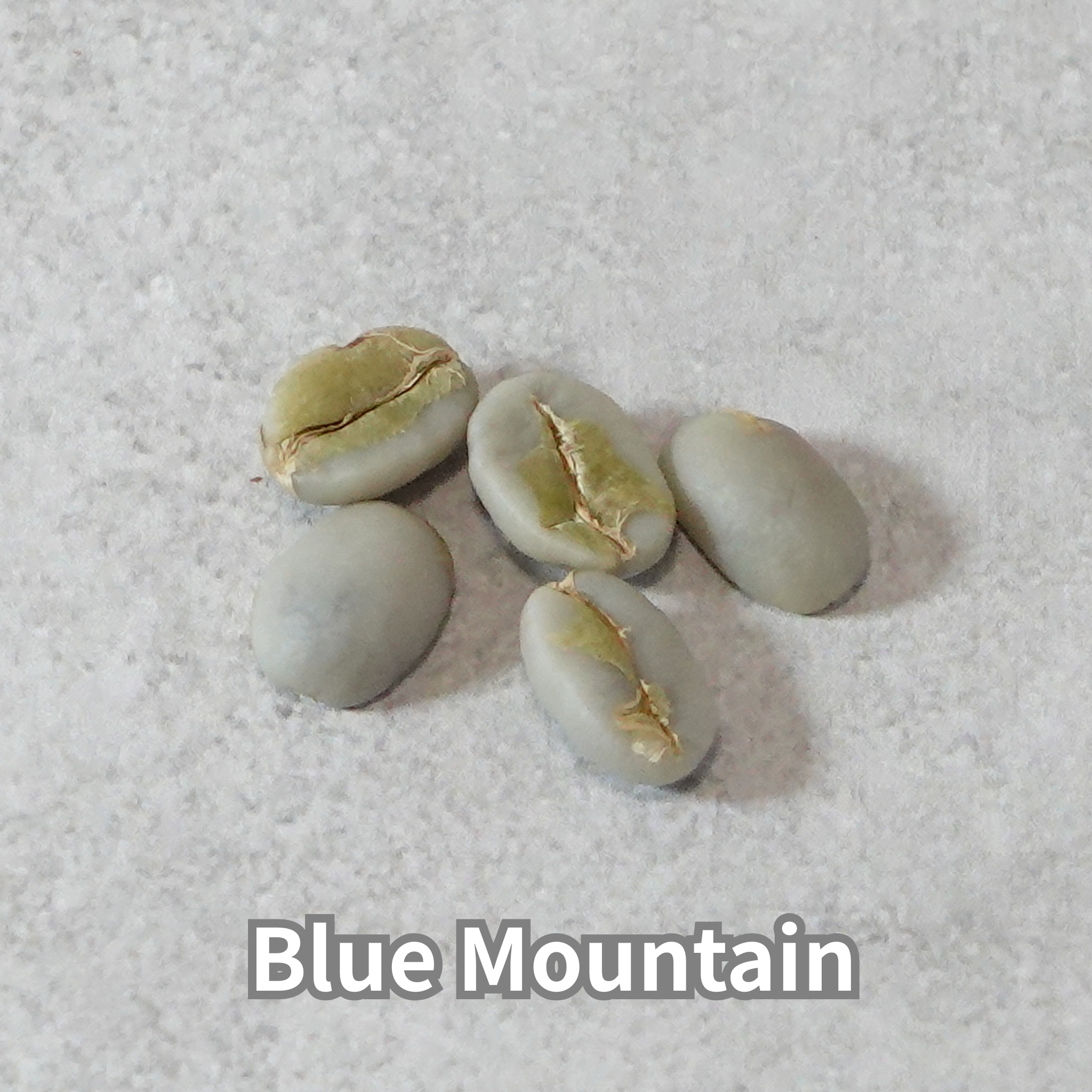 コーヒーの木の種子 ブルーマウンテン品種 10粒