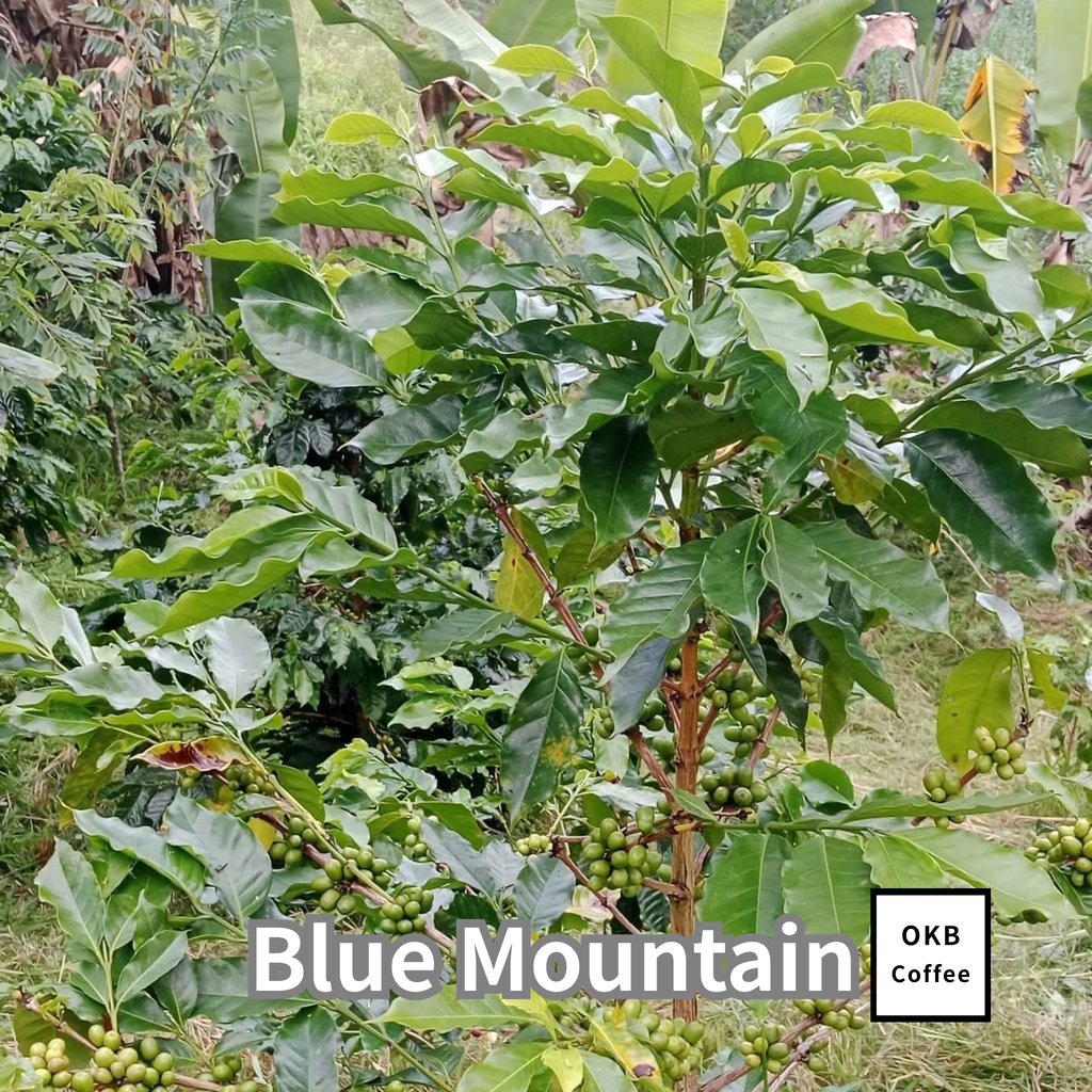 コーヒーの木の種子 ブルーマウンテン品種 10粒
