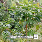 コーヒーの木の種子 ブルーマウンテン品種 10粒
