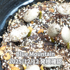 ブルーマウンテン品種 コーヒーの木の種 10粒