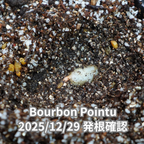 ブルボンポイントゥ品種 コーヒーの木の種子 10粒