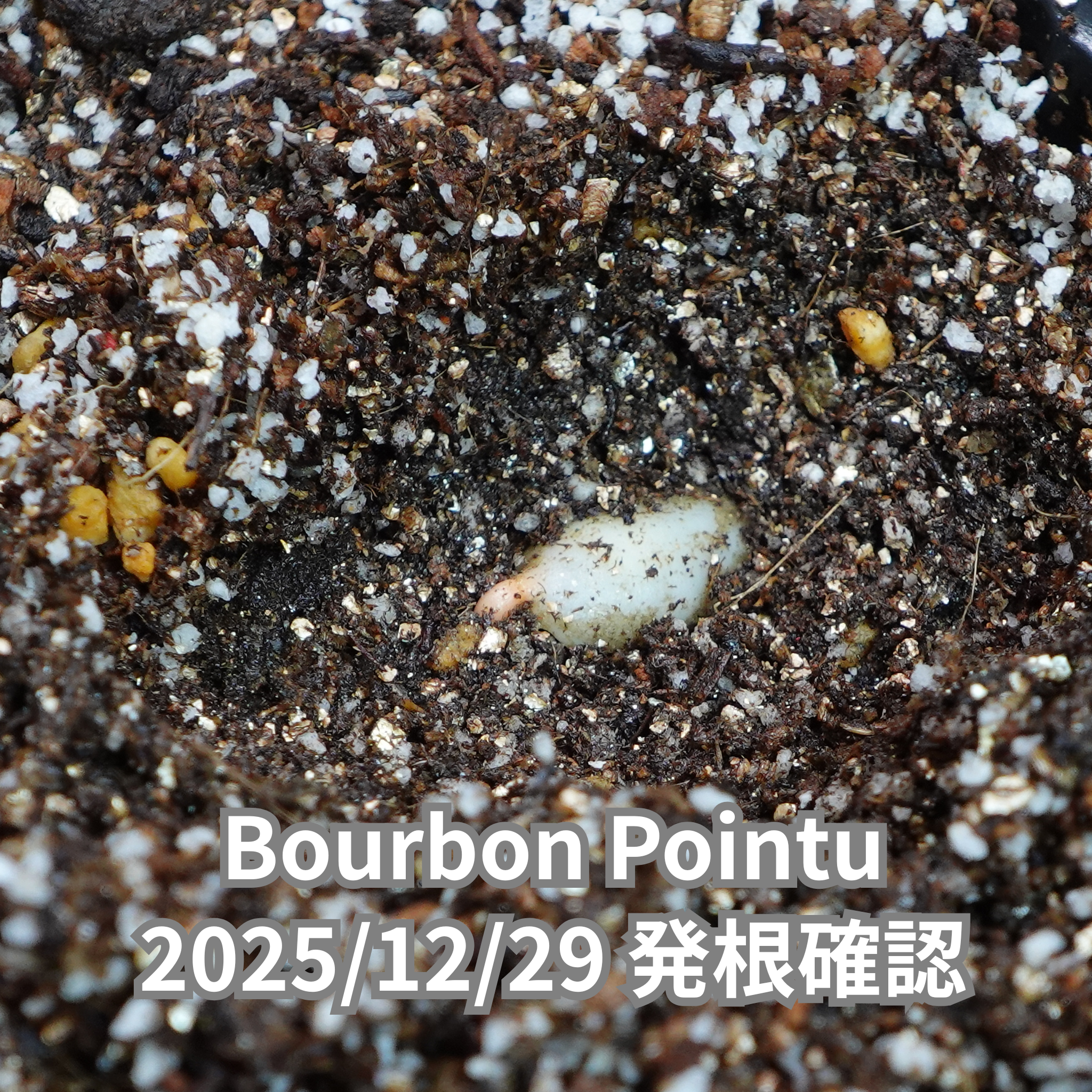 ブルボンポイントゥ品種 コーヒーの木の種子 10粒